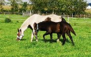 Poulain Paint Horse pp lignée performances