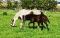 Poulain Paint Horse pp lignée performances