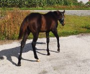 Poulain Paint Horse pp lignée performances