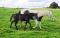 Poulain Paint Horse pp lignée performances