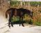 Poulain Paint Horse pp lignée performances