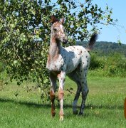 Poulain appaloosa x KWPN