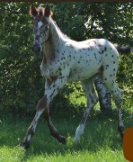 Poulain appaloosa x KWPN