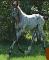 Poulain appaloosa x KWPN
