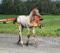 Poulain appaloosa x KWPN