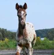 Poulain appaloosa x KWPN