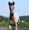 Poulain appaloosa x KWPN