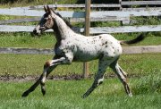Poulain appaloosa x KWPN