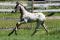 Poulain appaloosa x KWPN