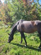 Jument QH, 16.1 mains, 15 ans