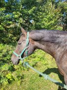 Jument QH, 16.1 mains, 15 ans