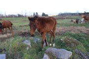 Poulain 5 mois