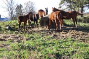 plusieurs chevaux à vendre