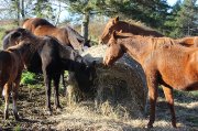 plusieurs chevaux à vendre