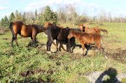 plusieurs chevaux à vendre