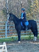Dutch harness x standarbred enregistré