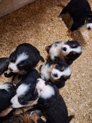 Bouvier Bernois chiots pure race