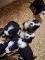 Bouvier Bernois chiots pure race