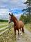Jument poulinière/ Broodmare