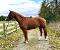 Jument poulinière/ Broodmare