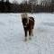 Un famille pour mes chevaux