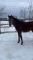 Poulain prospect