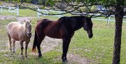Recherche Gardienne pour Chevaux à Prévost