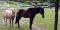 Recherche Gardienne pour Chevaux à Prévost