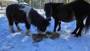 Petits chevaux à vendre