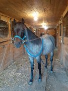 Poulain AQHA (reining)
