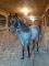Poulain AQHA (reining)