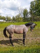 Poulain AQHA (reining)