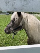 Poney femelle