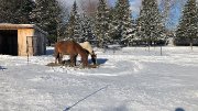 2 chevaux à vendre (bon soin)