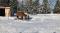 2 chevaux à vendre (bon soin)