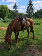 2 chevaux à vendre (bon soin)