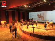 accès scène art équestres+logé +1 place cheval contre 15 box