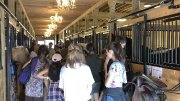 accès scène art équestres+logé +1 place cheval contre 15 box