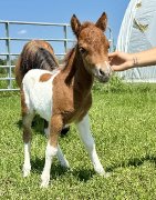 Cheval Miniature poulain a vendre