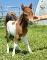 Cheval Miniature poulain a vendre
