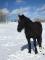 RECHERCHE cheval