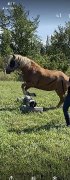 Promeneuse de chien, Soins Chat et cheval