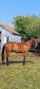 Standerbred