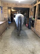 Cheval Azteca 4 ans