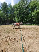 Cheval Azteca 4 ans