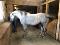 Cheval Azteca 4 ans