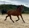 Petit cheval hongre de 3 ans
