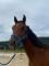 Petit cheval hongre de 3 ans