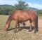 Petit cheval hongre de 3 ans