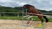 Petit cheval hongre de 3 ans
